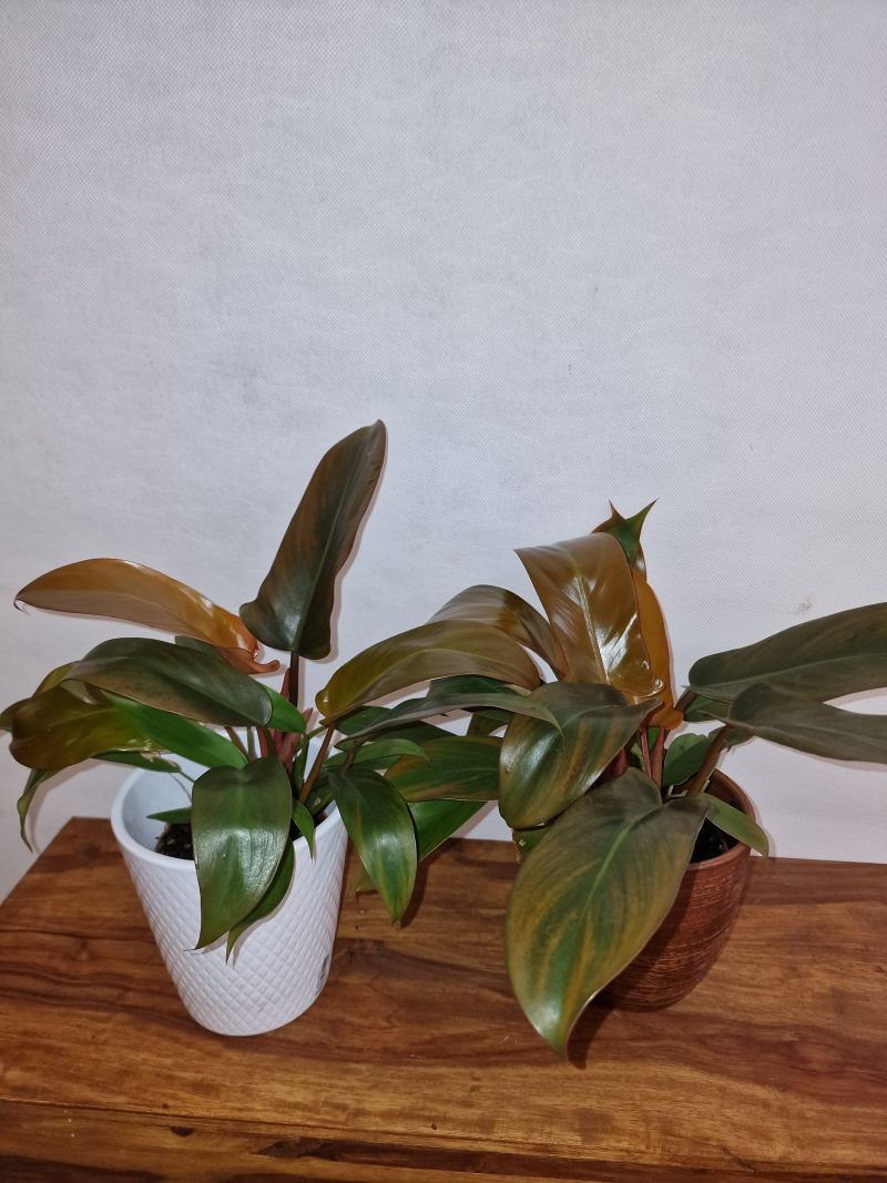 Philodendron Florida Bronze