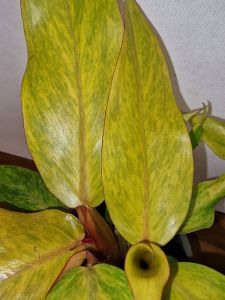 Philodendron Quad Color ,, Spear point,,