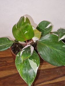 Philodendron White Knight