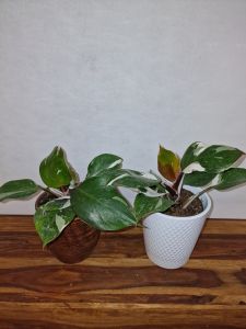 Philodendron White Knight