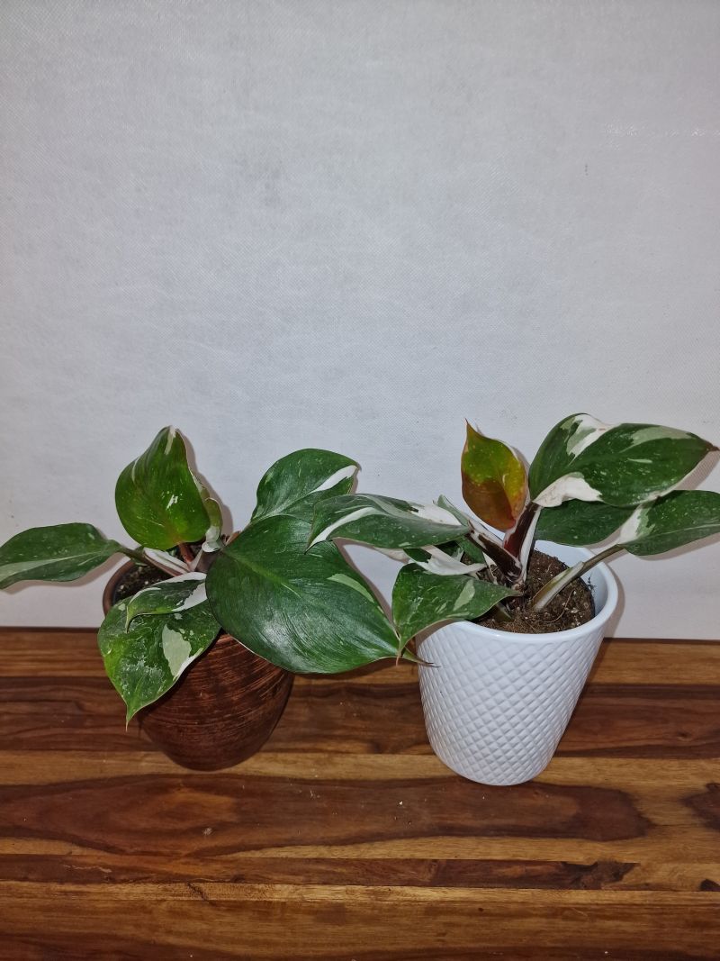 Philodendron White Knight
