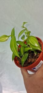 Vanille variegated -orchidee