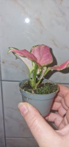 Aglaonema Red Zirkon