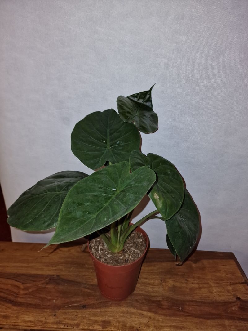 Alocasia wentii