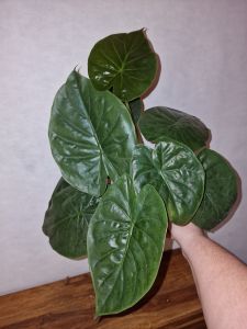 Alocasia wentii