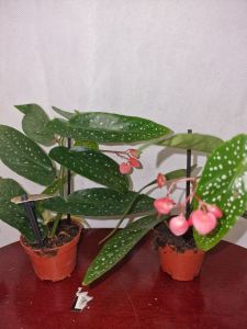 Begonia Albopicta