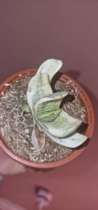 Gasteria Cv. Sakura Fuji Whute variegated