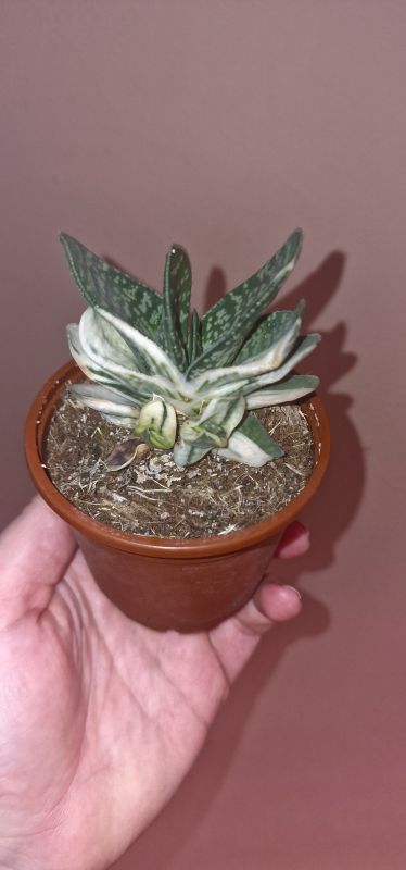 Gasteria Cv. Sakura Fuji Whute variegated