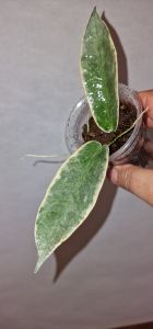 Hoya archboldiana albovariegated