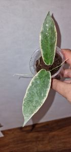 Hoya archboldiana albovariegated