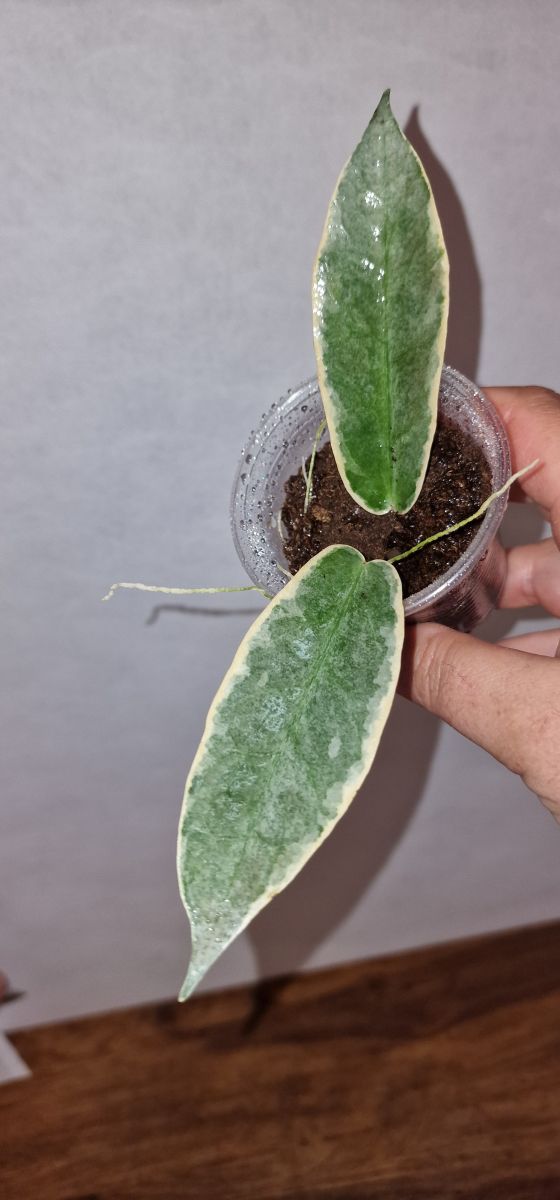 Hoya archboldiana albovariegated