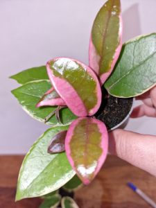 Hoya carnosa flamingo dream