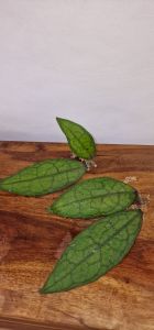 Hoya clemensiorum (Sumatra)