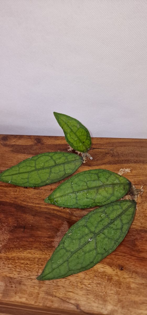 Hoya clemensiorum (Sumatra)