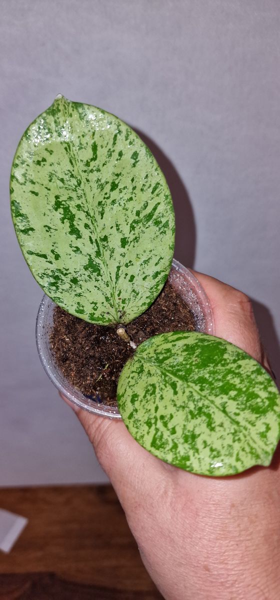 Hoya cv. Mishelle silver
