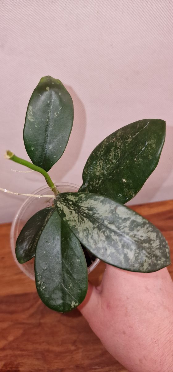 Hoya diversifolia splach