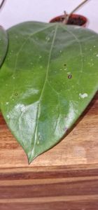 Hoya glabra 'Black Margin'