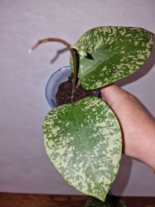 Hoya Glabra Padang