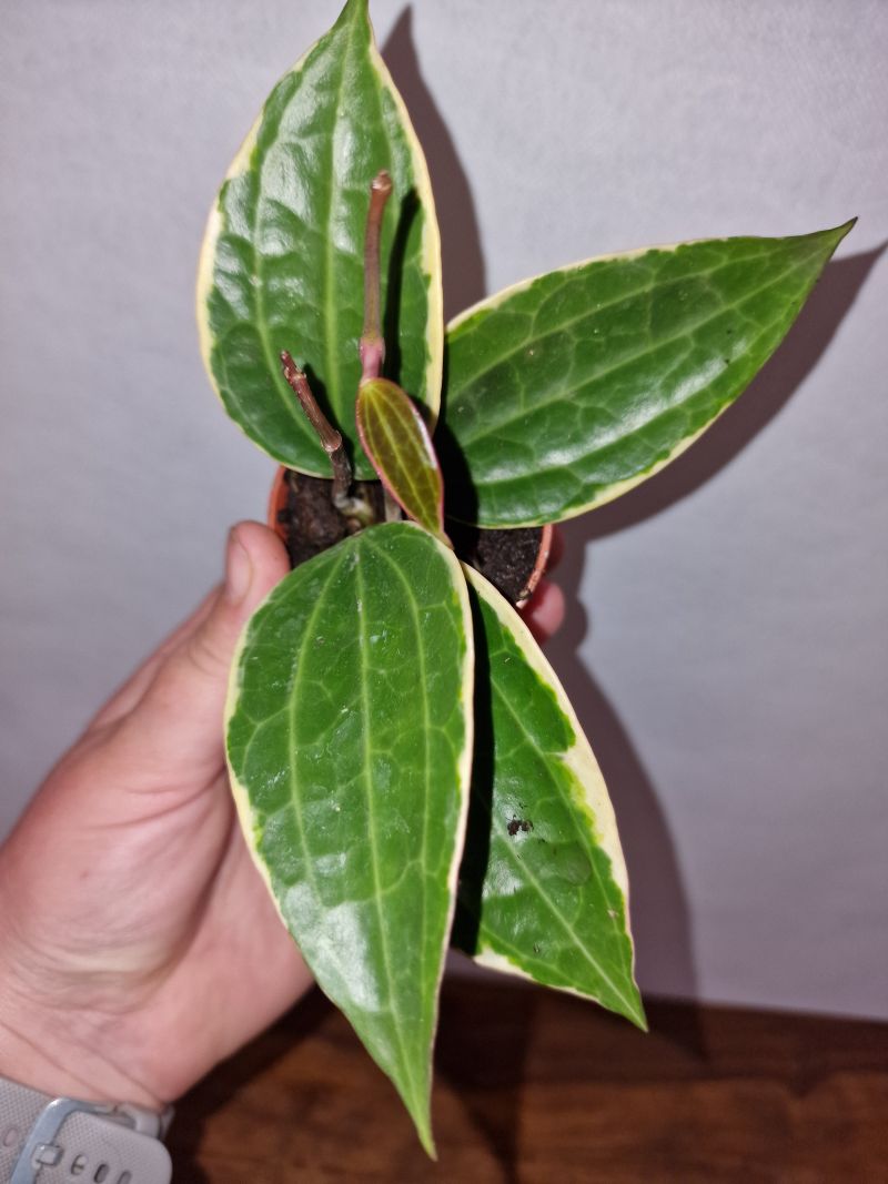 Hoya macrophylla albo-marginata