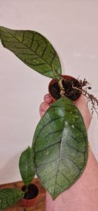 Hoya ranauensis sp Borneo