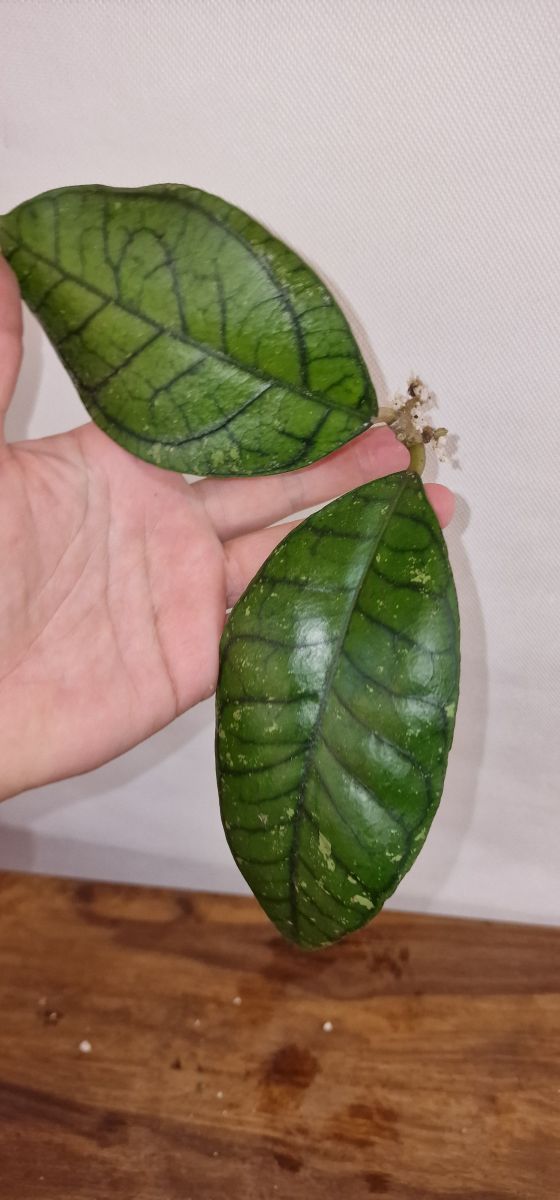 Hoya ranauensis sp Borneo