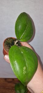 Hoya sp. Aceh Gomas