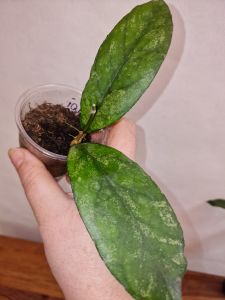 Hoya sp. Bahoi