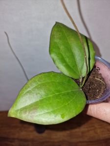 Hoya sp. Konowa