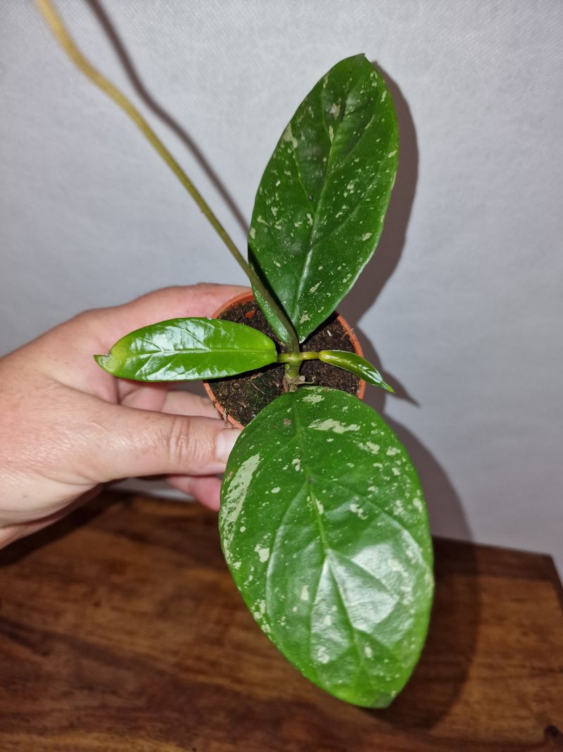 Hoya sp. Lai Chau Splash