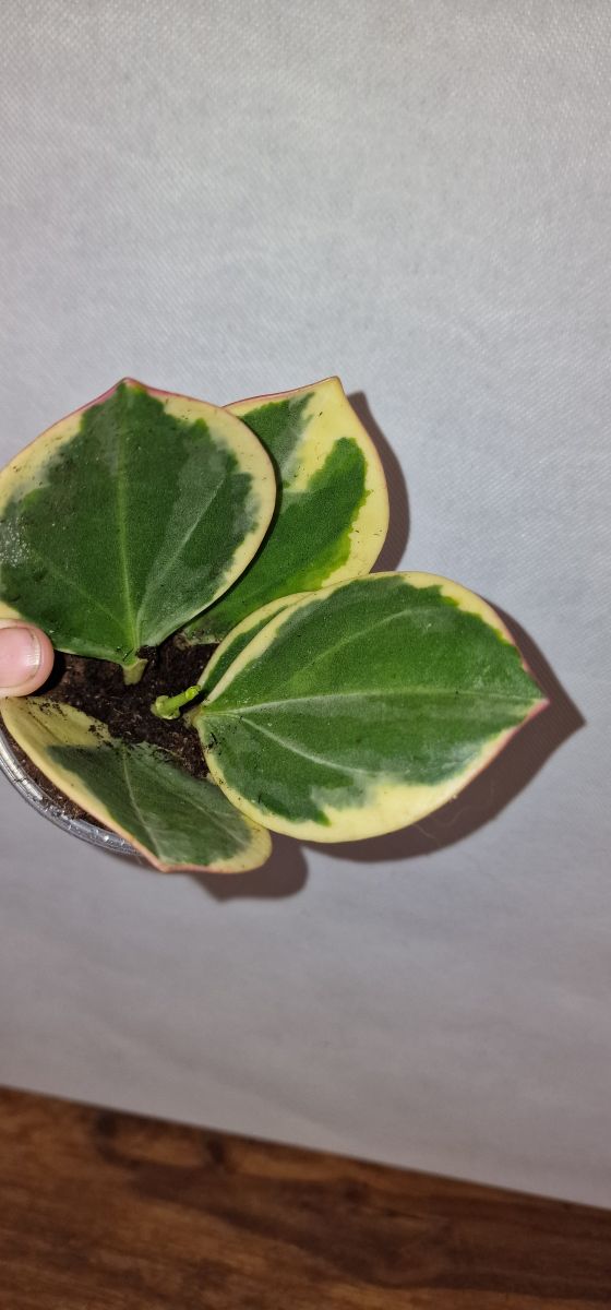 Hoya subquintuplinervis (previously pachyclada) 'New Moon'