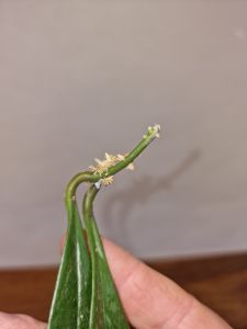 Hoya sulawesiana
