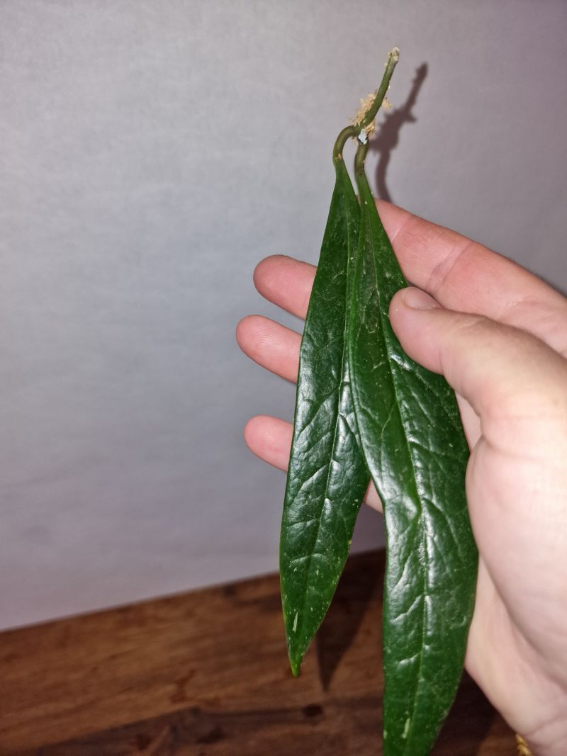 Hoya sulawesiana