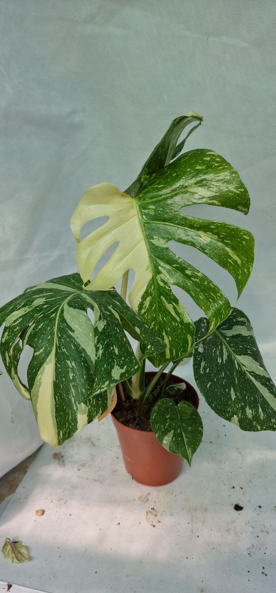 Monstera Thai Constellation