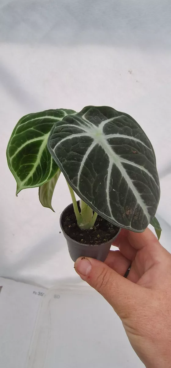 Alocasia Black velvet