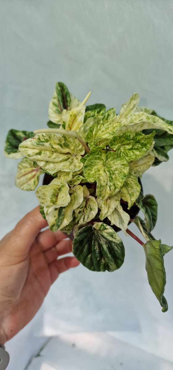 Peperomia Buenos aires