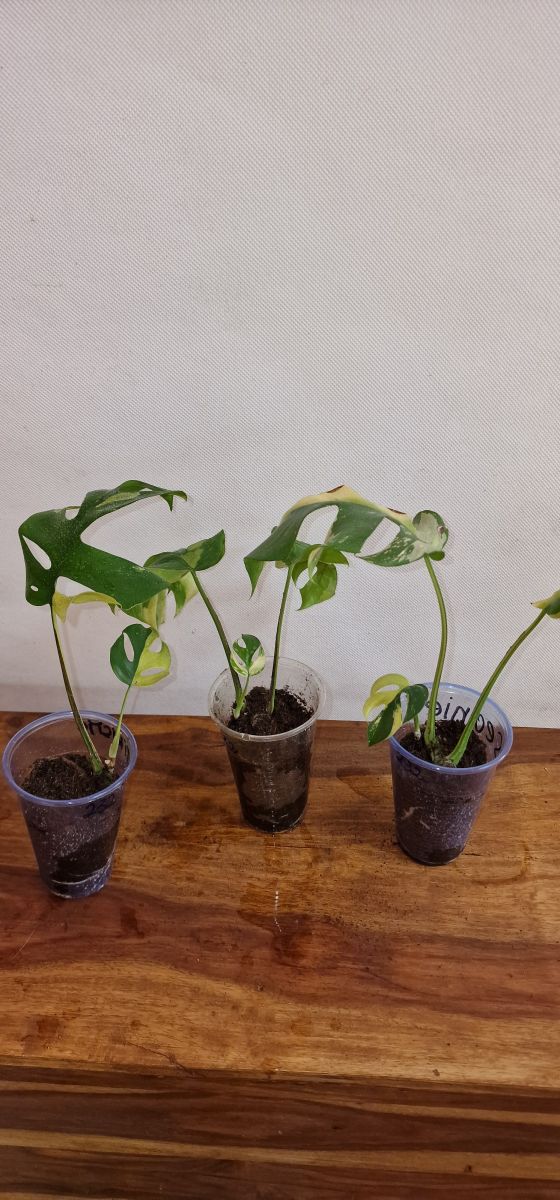 Rhaphidophora Tetrasperma Variegated