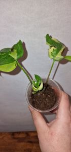 Rhaphidophora Tetrasperma Variegated