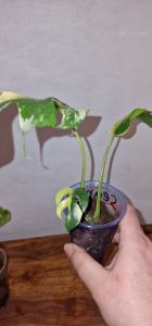 Rhaphidophora Tetrasperma Variegated