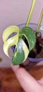 Rhaphidophora Tetrasperma Variegated
