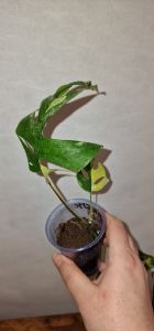 Rhaphidophora Tetrasperma Variegated