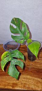 Rhaphidophora Tetrasperma yellow Variegated