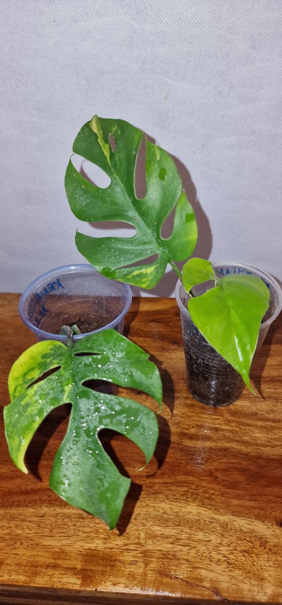 Rhaphidophora Tetrasperma yellow Variegated