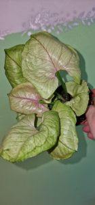 Syngonium Bob Allusion