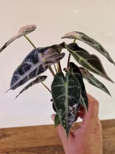 Alocasia 'Bambino Pink Variegata'