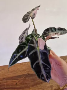 Alocasia 'Bambino Pink Variegata'