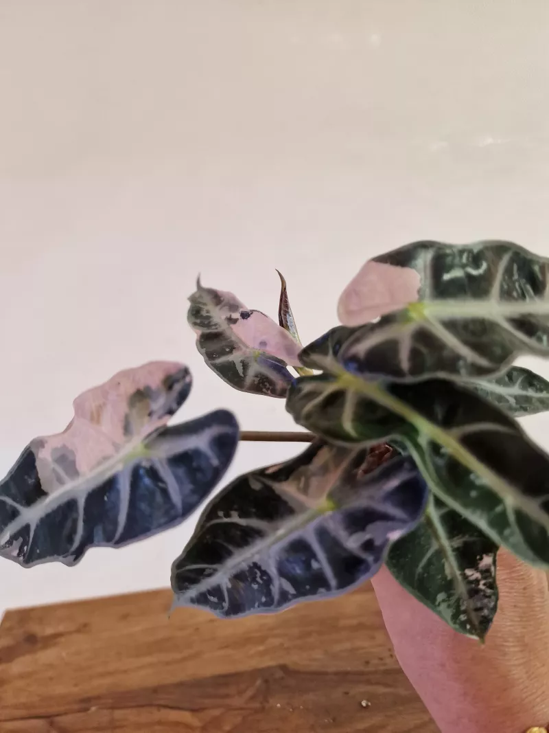 Alocasia 'Bambino Pink Variegata'