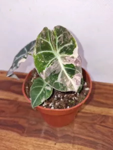 Alocasia black velvet variegata