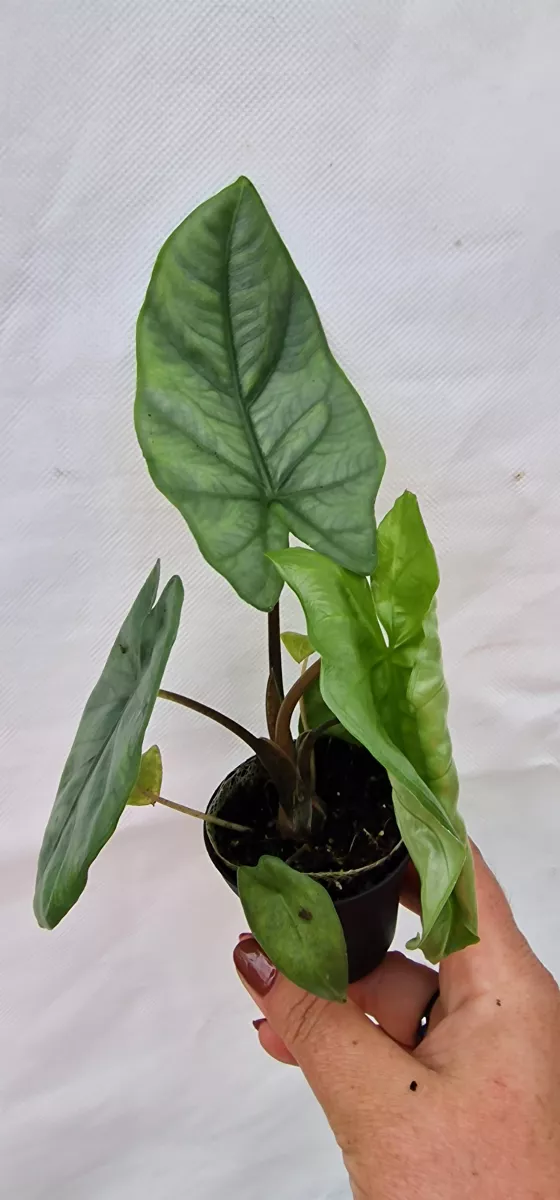 Alocasia Corazon