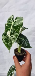 Alocasia Frydek variegated