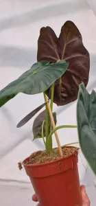 Alocasia Golden Bone